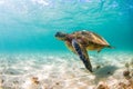 Hawaiian Green Sea Turtle