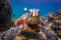 Hawaiian Green Sea Turtle Royalty Free Stock Photo