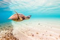 Hawaiian Green Sea Turtle Royalty Free Stock Photo