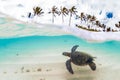 Hawaiian Green Sea Turtle Royalty Free Stock Photo