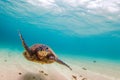 Hawaiian Green Sea Turtle Royalty Free Stock Photo