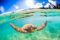 Hawaiian Green Sea Turtle Royalty Free Stock Photo