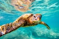 Hawaiian Green Sea Turtle Royalty Free Stock Photo