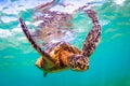 Hawaiian Green Sea Turtle Royalty Free Stock Photo