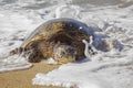 Hawaiian Green Sea Turtle in Foamy Splash Crawling onto Beach Royalty Free Stock Photo