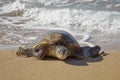Hawaiian Green Sea Turtle Hauls Out of Surf onto Sandy Beach Royalty Free Stock Photo