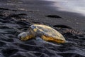 Hawaiian Green Sea Turtle Royalty Free Stock Photo