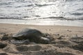Hawaiian Green Sea Turtle - Hono Royalty Free Stock Photo