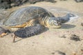 Hawaiian Green Sea Turtle - Hono Royalty Free Stock Photo