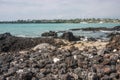 Hawaiian Green Sea Turtle - Hono Royalty Free Stock Photo