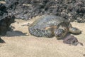 Hawaiian Green Sea Turtle - Hono Royalty Free Stock Photo