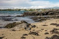 Hawaiian Green Sea Turtle - Hono Royalty Free Stock Photo