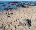 Hawaiian green sea turtle (honu, Chelonia mydas)