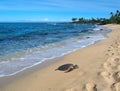 Hawaiian green sea turtle (honu, Chelonia mydas)