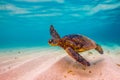 A Hawaiian Green Sea Turtle in the Pacific Ocean in Hawaii Royalty Free Stock Photo