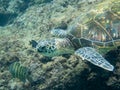 Hawaiian green sea turtle Royalty Free Stock Photo