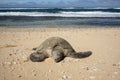 Hawaiian green sea turtle resting on the beach next to the pacific ocean Royalty Free Stock Photo