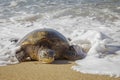 Hawaiian Green Sea Turtle Resting in Foamy Surf on Sandy Beach Royalty Free Stock Photo