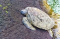 Hawaiian Green Sea Turtle resting on Volcanic Rocks Royalty Free Stock Photo