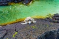 Hawaiian Green Sea Turtle Resting by the Water Royalty Free Stock Photo