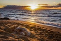 Hawaiian Green Sea Turtle Sleeps on Beach with Sunset over Ocean Beyond Royalty Free Stock Photo