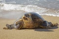 Hawaiian Green Sea Turtle Yawning on Beach Close Up Low Angle Royalty Free Stock Photo