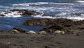 Hawaiian Green Sea Turtles along a black sand beach Royalty Free Stock Photo