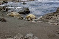 Hawaiian Green Sea Turtles along a black sand beach Royalty Free Stock Photo