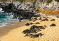 Hawaiian Green sea turtles Royalty Free Stock Photo