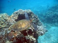 Hawaiian Green Sea Turtles Royalty Free Stock Photo