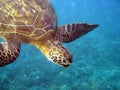 Hawaiian Green Sea Turtles Royalty Free Stock Photo