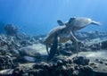 Hawaiian Green Sea Turtles Relaxing on Reef Underwater Royalty Free Stock Photo