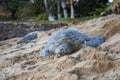 Hawaiian Green Sea Turtles Sleeping on Sandy Beach Royalty Free Stock Photo