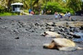 Hawaiian green turtles relaxing at Punaluu Black Sand Beach on the Big Island of Hawaii Royalty Free Stock Photo