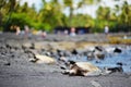 Hawaiian green turtles relaxing at Punaluu Black Sand Beach on the Big Island of Hawaii Royalty Free Stock Photo