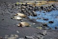 Hawaiian green turtles relaxing at Punaluu Black Sand Beach on the Big Island of Hawaii Royalty Free Stock Photo