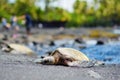 Hawaiian green turtles relaxing at Punaluu Black Sand Beach on the Big Island of Hawaii Royalty Free Stock Photo