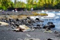 Hawaiian green turtles relaxing at Punaluu Black Sand Beach on the Big Island of Hawaii Royalty Free Stock Photo