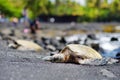 Hawaiian green turtles relaxing at Punaluu Black Sand Beach on the Big Island of Hawaii Royalty Free Stock Photo