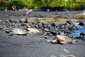 Hawaiian green turtles relaxing at Punaluu Black Sand Beach on the Big Island of Hawaii Royalty Free Stock Photo