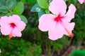 Hawaiian Hibiscus Flowers Royalty Free Stock Photo