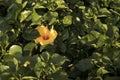 Hawaiian hibiscus flowers ready for sale Royalty Free Stock Photo