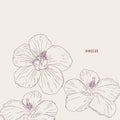 Hawaiian hibiscus flowers , sketch vector. Royalty Free Stock Photo