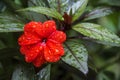 Hawaiian Hibiscus at the Magnolia plantation in Charleston South Carolina