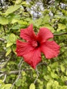 Hawaiian Hibiscus, Red Flower, green background. Royalty Free Stock Photo