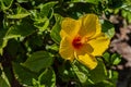 Hawaiian Hibiscus Tiki Time In Texas Royalty Free Stock Photo