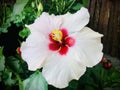 Hawaiian Hibiscus. A white hibiscus. Focus on the stamen. Royalty Free Stock Photo