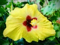 Hawaiian Hibiscus. A yellow hibiscus. Focus on the stamen. Royalty Free Stock Photo