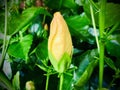 Hawaiian Hibiscus. A yellow hibiscus bud. Royalty Free Stock Photo