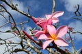 Hawaiian Lei flower Royalty Free Stock Photo